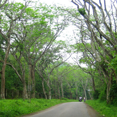 Cuc Phuong park Ninh Binh